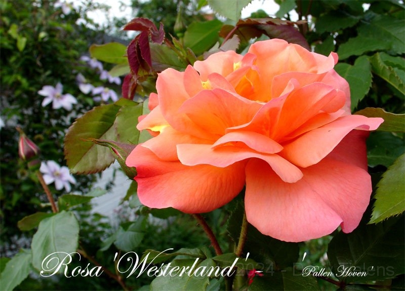 Rosa - Westerland.jpg